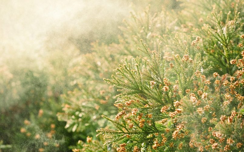 Allergies & Intolerances